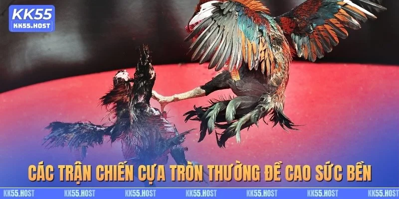 Các trận chiến cựa tròn thường đề cao sức bền