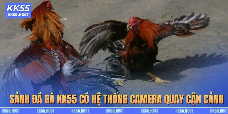 Sảnh đá gà KK55 có hệ thống camera quay cận cảnh